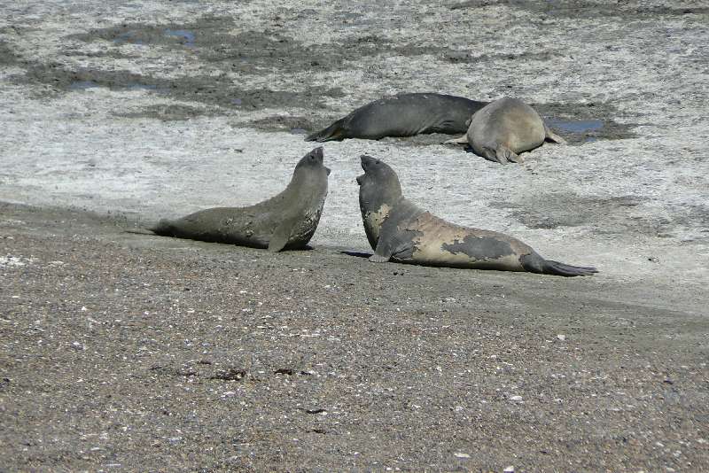 09 Elefanti Marini a Punta Delgada